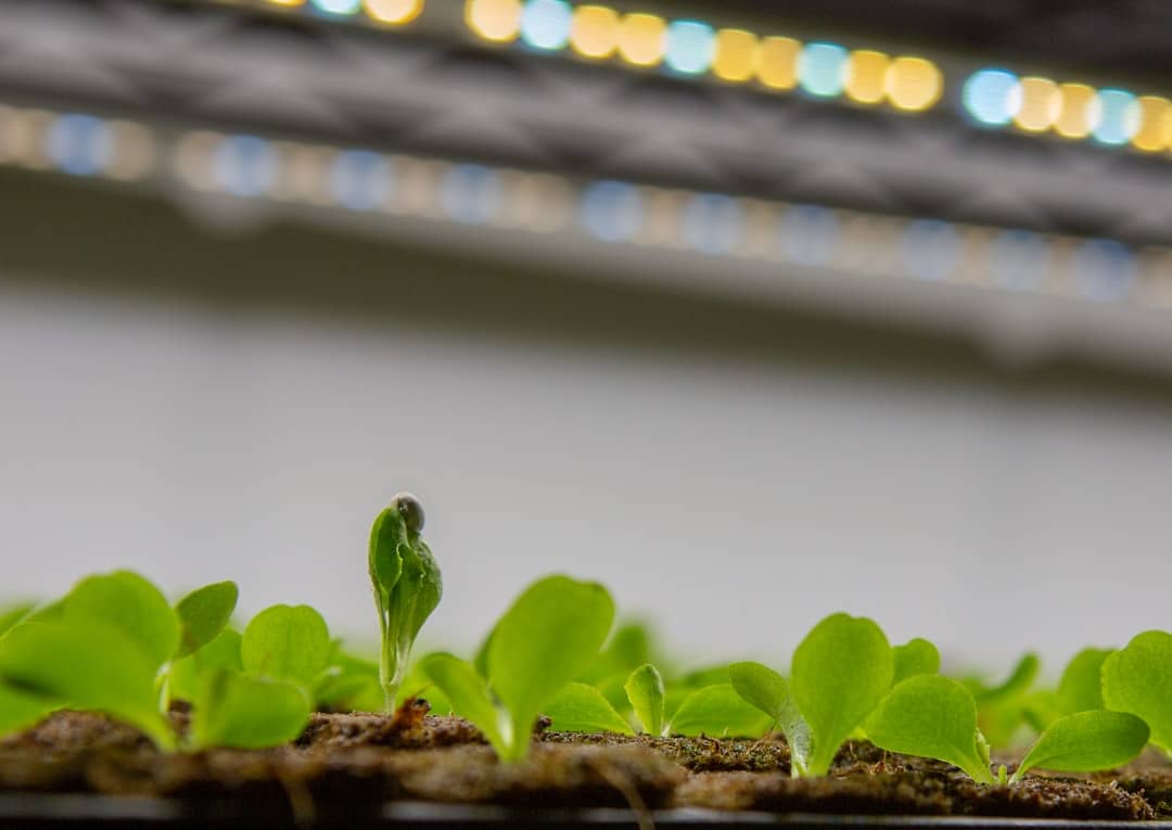 Photo Vertical farming